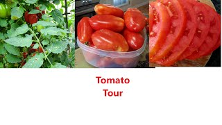 Tomato Tour [upl. by Otes340]