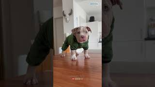 Dinosaur Costume For Dogs 🐕dinosaurs costume trex dogs dino diy dinos shortviral videodogs [upl. by Eenwahs]