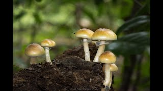 Wild Cubensis mushroom of Alabama [upl. by Adivad]