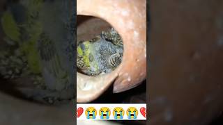 Bagrigar Bird baby dead 💔🕊️😭shortviral birds viralvideo Kabootarcare [upl. by Arand]