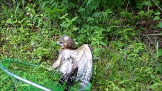 Team Widener mostly Lauren saves a hawk caught in a fishing line [upl. by Phalan]