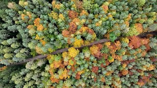 Drohnenflug über den Herbstwald hier [upl. by Idoj335]