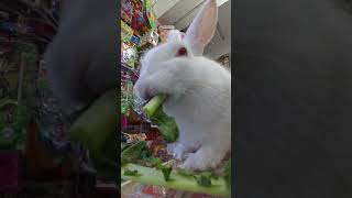 Eating asmr rabbit [upl. by Hana696]