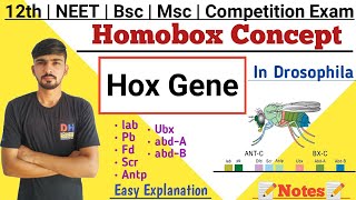 Homobox Concept  Hox Gene In Drosophila  Homeotic Gene  Hox Gene  By Dadhich Sir [upl. by Harlamert80]