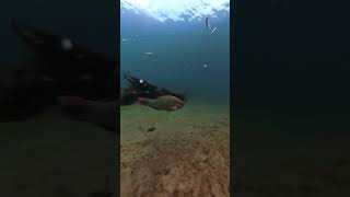 Midnight and Rainbow Parrotfish Eating from Sea Floor Riviera Beach Florida [upl. by Zat]