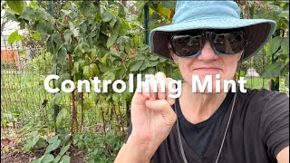 How I Control Mint in Our No Dig Garden  Growing Our Own Food in the Heart of the City [upl. by Rialc]