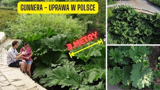 Gunnera olbrzymia  uprawa w Polsce Ekspert z Arboretum Wojsławice mówi o uprawie Gunnera manicata [upl. by Ydarg]