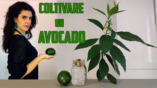 🥑➡🌱 COLTIVARE LAVOCADO dal frutto alla pianta [upl. by Cindie]