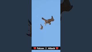 Falcon attack kill pigeon  kabutar kabootar kabootarbazi pigeon falcon attack shorts [upl. by Selwyn]