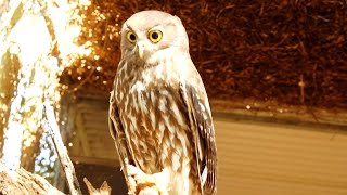 Australias Barking Owl calling [upl. by Stelu]