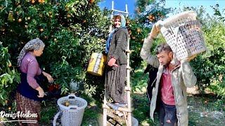 Mandalina Bahçe Hasat Vakti  Tangerine Harvesting [upl. by Nyleikcaj]