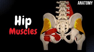 Muscles of the Hip Groups Origin Insertion Function [upl. by Seale]