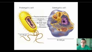 Protein Synthesis Prokaryotes vs Eukaryotes [upl. by Eiaj]