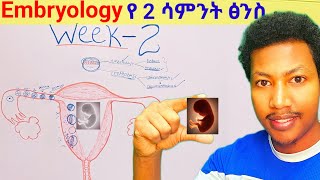 Week  ➋ Embryology የሁለተኛው ሳምንት የፅንስ እድገት embryo week two developmentalbiology ethiopia [upl. by Llimaj]