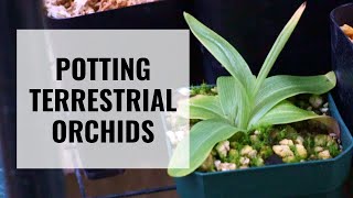 Potting Terrestrial Orchids  Habenaria Ponerorchis Nervilia and Corybas  ORCHID CARE [upl. by Noiztneb]