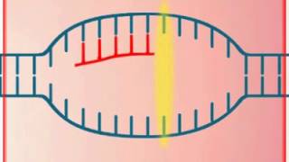 Transcripción Síntesis de ARN [upl. by Nesta]