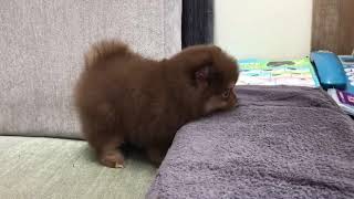 Chocolate Pomeranian  Eiko [upl. by Araid576]