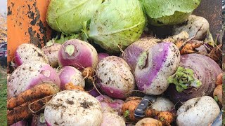 Final Harvest Turnip and Cabbage [upl. by Melodie128]