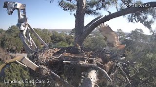 Redtailed Hawk Attacks Great Horned Owl At Nest Reveals Hatchling Owlet  Cam 2 – Feb 19 2022 [upl. by Malcolm507]