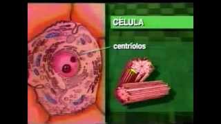 2 Orgânulos Citoplasmáticos Funções  Biologia Vestibulando Digital [upl. by Pazice989]