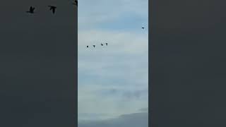 Geese flying over Tophill Low reservoir D [upl. by Urbanna]