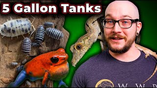 5 Reptiles That Can Live in 5 Gallon Enclosures FOREVER  Micro Reptile Enclosures [upl. by Hsekin136]