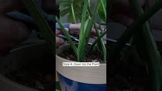 Monstera Monday How to Propagate a Monstera Leaf StepbyStep Guide for Healthy Growth [upl. by Medea]