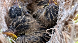 Mother bird feeding it’s hungry chicks  Zitting cisticola [upl. by Frager]