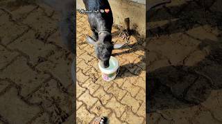 Murrah bull 🐃💯  murrahbull villagelife dairyfarm dailyvlog shortsf kumawatpushkar007 [upl. by Gathard]