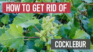 How to Get Rid of Cocklebur Weed Management [upl. by Nomed]