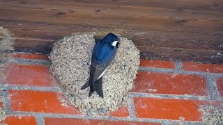 Common House Martins or Northern House Martins Delichon urbicum  Mehlschwalben [upl. by Anivahs223]