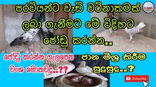 පරවියන්ගේ වංශ අනුව නිවැරදිව ජෝඩු කරමු [upl. by Guenzi]