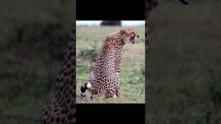 Sounds of Cheetah  The Most Beautiful Voice in the Wild [upl. by Randy]