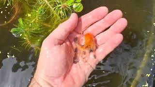 Breeding Swordtails in outdoor ponds [upl. by Siroved]