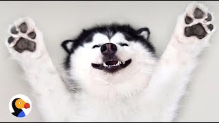 Happy Husky Dog Is Always Smiling  The Dodo [upl. by Neleb659]