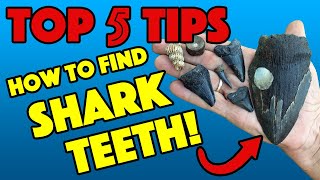 HOW TO FIND SHARK TEETH Top 5 Tips PROFESSIONAL ADVICE [upl. by Leid853]