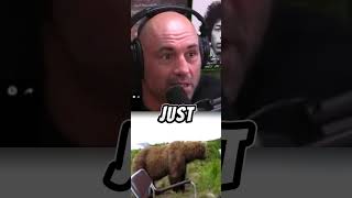 Joe rogan insane Grizzly Bear encounter 😳😳 [upl. by Anivahs]