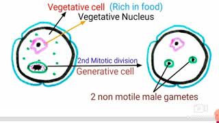 Development of Male Gametophyte [upl. by Corby]