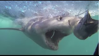 Viral Video UK Great white shark gets up close and personal [upl. by Norda513]