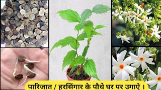 How to grow Parijat plant from seeds  ऐसे उगाऐ पारिजात  हरसिंगार के पौधे बीज से । [upl. by Ezekiel]