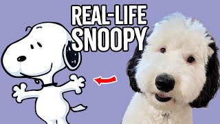 What breeds are 5 of the most famous cartoon dogs [upl. by Mohandas]