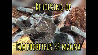 Rehousing of Pamphobeteus SP magna [upl. by Aninay]