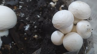 Pěstování žampiónů doma Growing mushrooms at home [upl. by Sabas225]