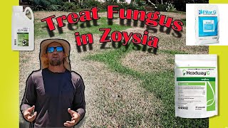 How to Treat Fungus in Zoysia Grass  Zoysia grass diseases [upl. by Kaczer]