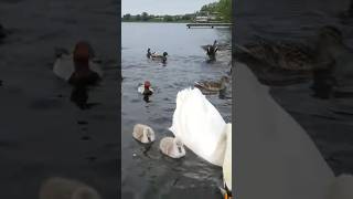 🇮🇪🦢 MUTE SWAN FAMILY🦢TINY FURRY BABY CYGNETS🐤MALLARD DUCKS🦆POCHARD DUCK🦆LIKE👍FULL video IN site😇zen [upl. by Howarth211]