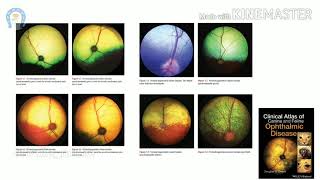 Vet Basics ll Tapetal fundic reflex [upl. by Sherrard]