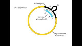 Site Directed Mutagenesis Animation I CSIR NET Life Science I GATE Life Science I DBT JRF [upl. by Royden]