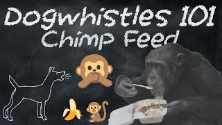 Dogwhistles 101 Chimpanzee Feed 🐒 [upl. by Hatnamas]