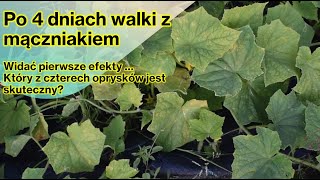 Mączniak rzekomy Po 4 dniach walki z chorobą Cztery preparaty Który z nich działa [upl. by Sarah]