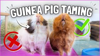 Guinea Pig Taming Dos and Donts [upl. by Synn]